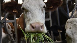 Dans le réseau Invitation à la ferme, « ce sont nous, les éleveurs, tous ensemble, qui fixons à l’avance le prix auquel nous nous vendons notre lait avant de le transformer. » © Cédric Faimali/GFA Dans le réseau Invitation à la ferme, « ce sont nous, les éleveurs, tous ensemble, qui fixons à l’avance le prix auquel nous nous vendons notre lait avant de le transformer. » © Cédric Faimali/GFA