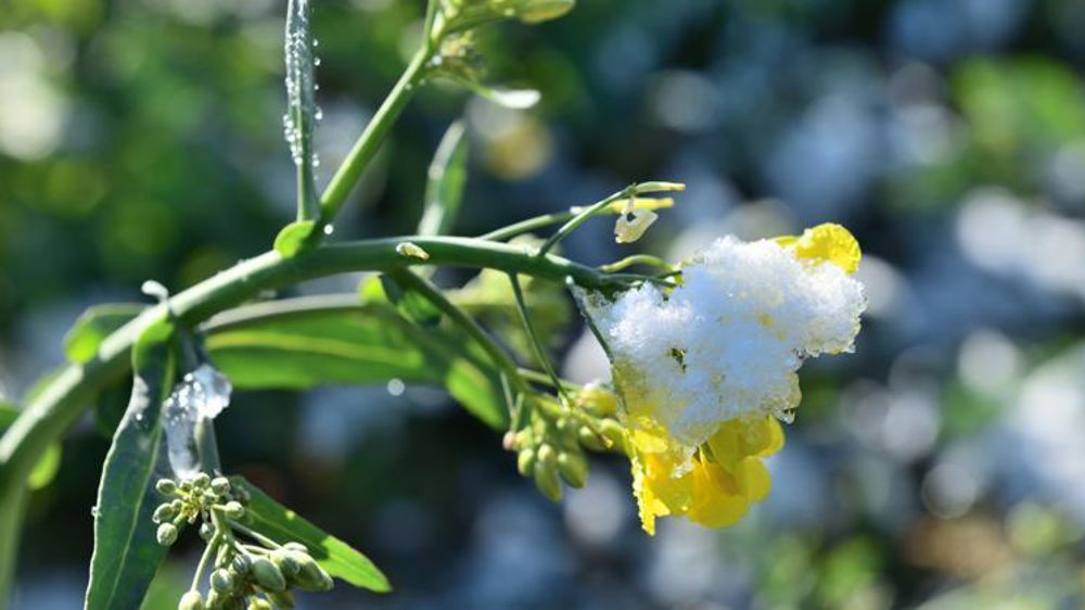 La Confédération paysanne craint que certaines productions ne soient plus assurées à la suite de la réforme de l’assurance récolte © Stéphane Leitenberger