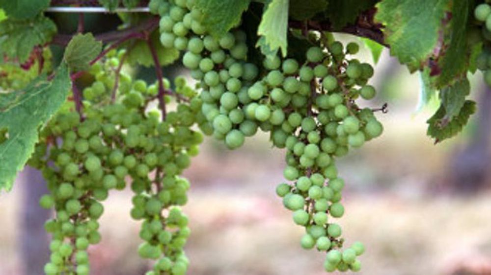 Le ministère note une « avance du cycle phénologique de 10 à 20 jours selon les bassins par rapport à une année moyenne ». Au 17 juillet, les vignobles les plus tardifs étaient arrivés au stade de la fermeture de la grappe. © Syngenta