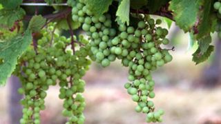 Le ministère note une « avance du cycle phénologique de 10 à 20 jours selon les bassins par rapport à une année moyenne ». Au 17 juillet, les vignobles les plus tardifs étaient arrivés au stade de la fermeture de la grappe. © Syngenta Le ministère note une « avance du cycle phénologique de 10 à 20 jours selon les bassins par rapport à une année moyenne ». Au 17 juillet, les vignobles les plus tardifs étaient arrivés au stade de la fermeture de la grappe. © Syngenta