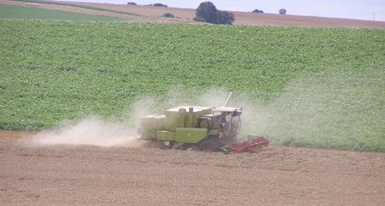 30 Mt de blé en moins au niveau mondial.