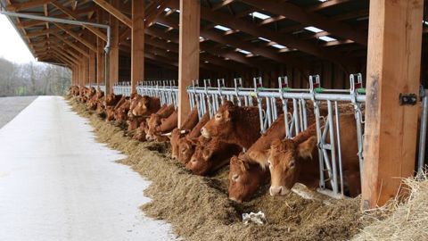 Les abattages de vaches allaitantes ont légèrement augmenté en septembre 2019 par rapport à la même période l’an dernier. © M.-F. Malterre/GFA