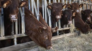 La section de la viande de la Coordination rurale se dit « ouverte » aux propositions portées par le ministère de l’Agriculture sur la contractualisation obligatoire, malgré de « nombreuses interrogations et réticences ». ©Cédric Faimali/GFA La section de la viande de la Coordination rurale se dit « ouverte » aux propositions portées par le ministère de l’Agriculture sur la contractualisation obligatoire, malgré de « nombreuses interrogations et réticences ». ©Cédric Faimali/GFA