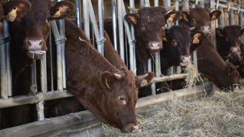 La section de la viande de la Coordination rurale se dit « ouverte » aux propositions portées par le ministère de l’Agriculture sur la contractualisation obligatoire, malgré de « nombreuses interrogations et réticences ». ©Cédric Faimali/GFA La section de la viande de la Coordination rurale se dit « ouverte » aux propositions portées par le ministère de l’Agriculture sur la contractualisation obligatoire, malgré de « nombreuses interrogations et réticences ». ©Cédric Faimali/GFA