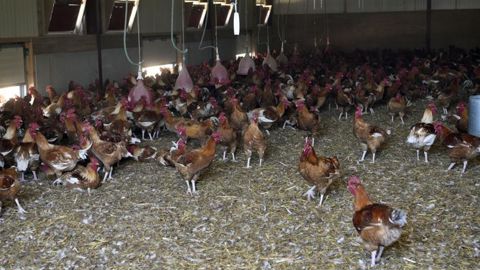Les référents bien-être encadrant des volailles et/ou des porcs devront suivre une formation certifiée par l’État. © Cédric Faimali/GFA Les référents bien-être encadrant des volailles et/ou des porcs devront suivre une formation certifiée par l’État. © Cédric Faimali/GFA