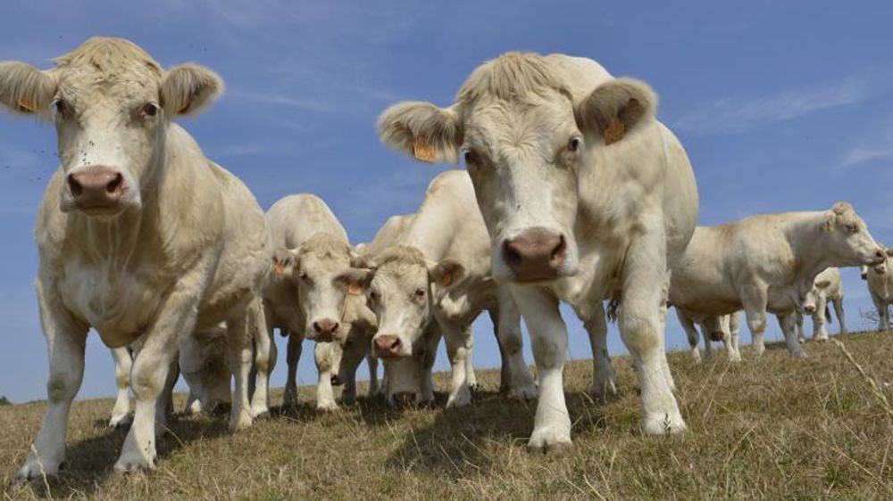 La pousse de l’herbe des prairies permanentes s’affiche 27 % en dessous de sa valeur de référence. © C. Faimali/GFA