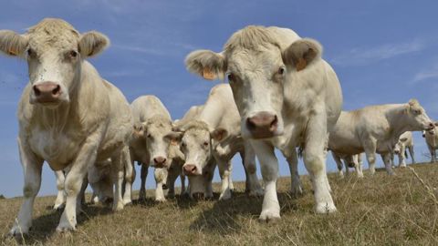 La pousse de l’herbe des prairies permanentes s’affiche 27 % en dessous de sa valeur de référence. © C. Faimali/GFA La pousse de l’herbe des prairies permanentes s’affiche 27 % en dessous de sa valeur de référence. © C. Faimali/GFA