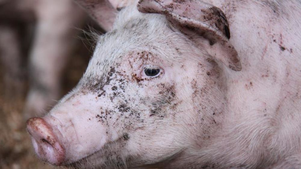 © Alain Cardinaux/GFA