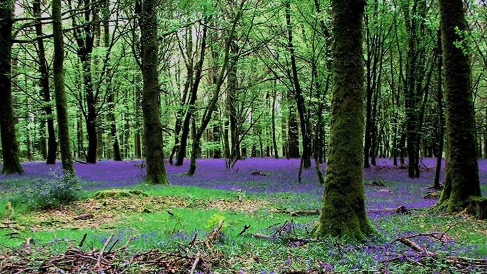 © Wikipedia/M. Ripoche