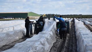 82,4 % des projets de recrutement en agriculture pour 2022 concernent des emplois saisonniers. (Photo d’illustration) © R. Aries 82,4 % des projets de recrutement en agriculture pour 2022 concernent des emplois saisonniers. (Photo d’illustration) © R. Aries