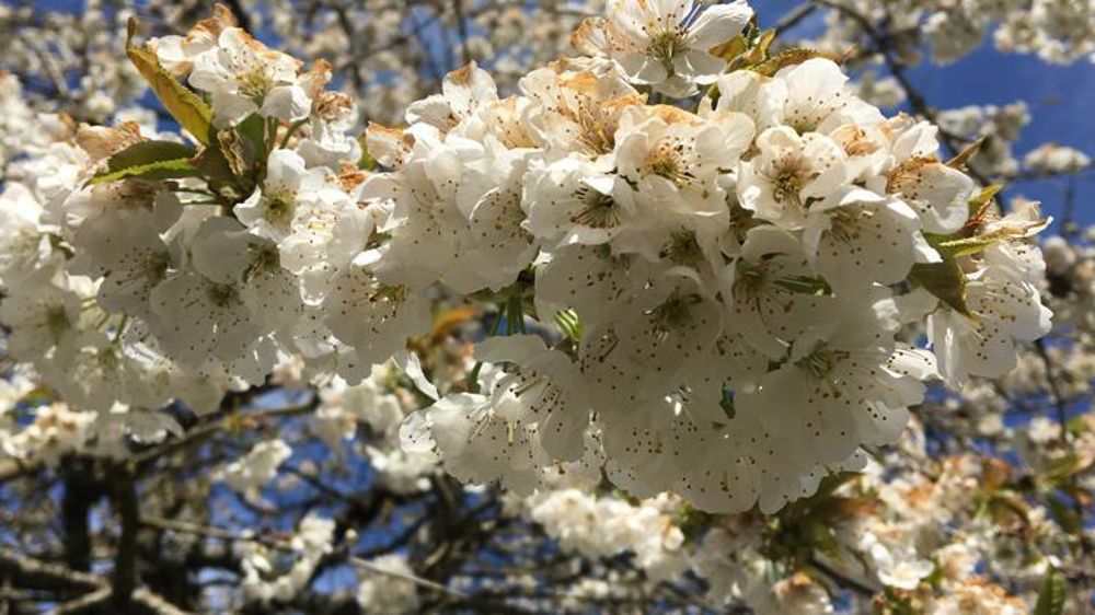 Les productions fruitières à noyaux, ici un cerisier, qui pouvaient déjà être en fleurs au moment des gelées d’avril 2022 ont été particulièrement touchées. © A. Gambarini/GFA