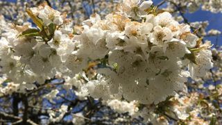 Les productions fruitières à noyaux, ici un cerisier, qui pouvaient déjà être en fleurs au moment des gelées d’avril 2022 ont été particulièrement touchées. © A. Gambarini/GFA Les productions fruitières à noyaux, ici un cerisier, qui pouvaient déjà être en fleurs au moment des gelées d’avril 2022 ont été particulièrement touchées. © A. Gambarini/GFA