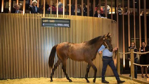 La meilleure vente, qui a eu lieu dimanche, a atteint 1,55 million d’euros. © Compte twitter Arqana La meilleure vente, qui a eu lieu dimanche, a atteint 1,55 million d’euros. © Compte twitter Arqana