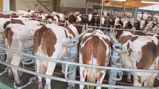 La collecte laitière française de lait de vache a dépassé en septembre 2019 de 0,9 % son niveau de 2018. © H. Etignard/GFA La collecte laitière française de lait de vache a dépassé en septembre 2019 de 0,9 % son niveau de 2018. © H. Etignard/GFA