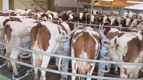 La collecte laitière française de lait de vache a dépassé en septembre 2019 de 0,9 % son niveau de 2018. © H. Etignard/GFA La collecte laitière française de lait de vache a dépassé en septembre 2019 de 0,9 % son niveau de 2018. © H. Etignard/GFA
