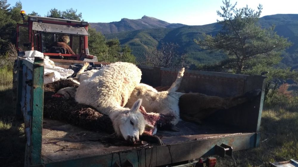 Cadavres d’alpagas après l’attaque du loup. © DR