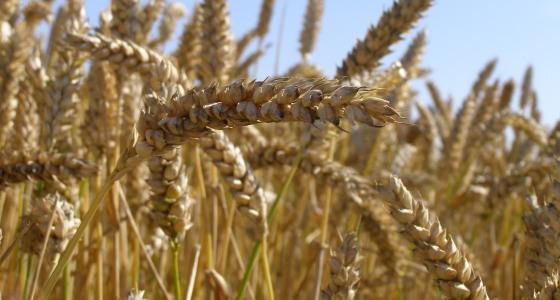 Les conditions climatiques fraîches et humides sur le Nord de la France inquiètent certains producteurs quant à la qualité de leur récolte.