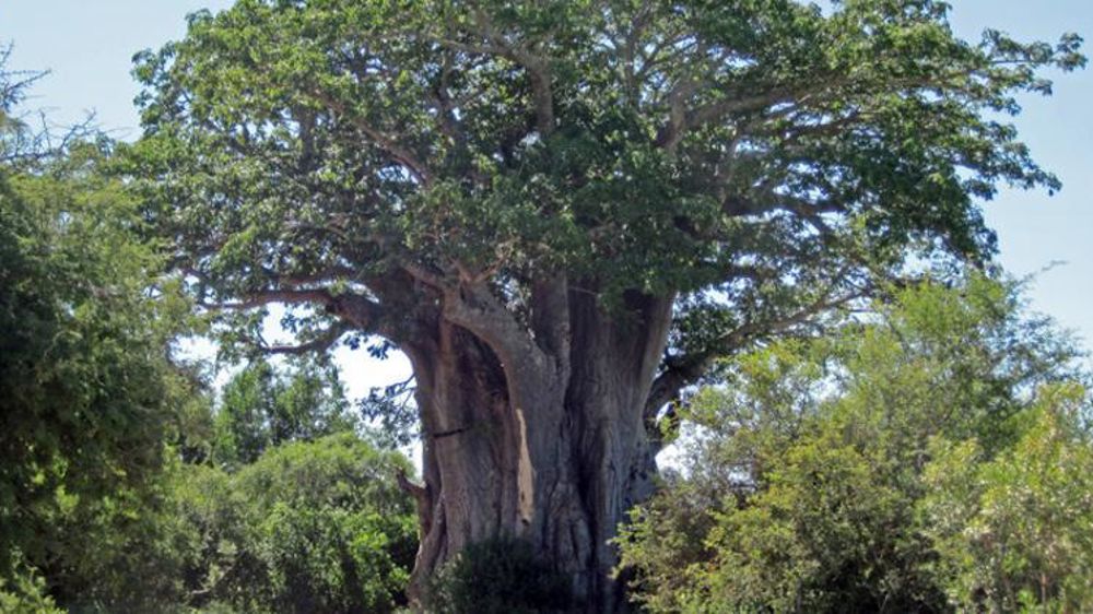 Les feuilles et les fruits du baobab se mangent. © Johann Snyman/Wikicommons