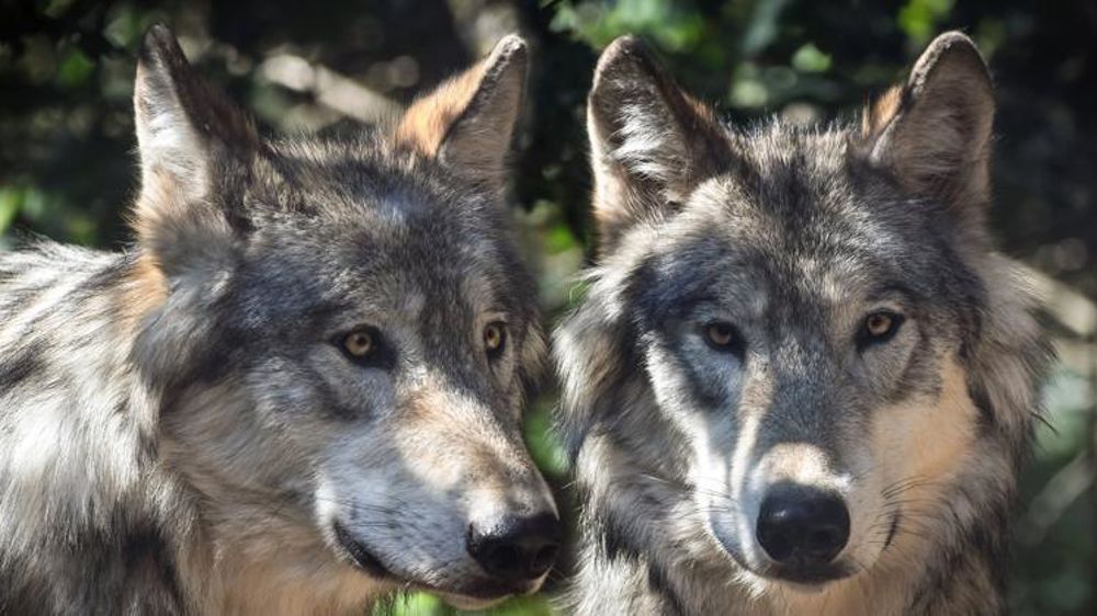 Les éleveurs demandent à Emmanuel Macron et à Édouard Philippe d’ouvrir le débat sur le reclassement du loup comme espèce protégée. © Pixabay