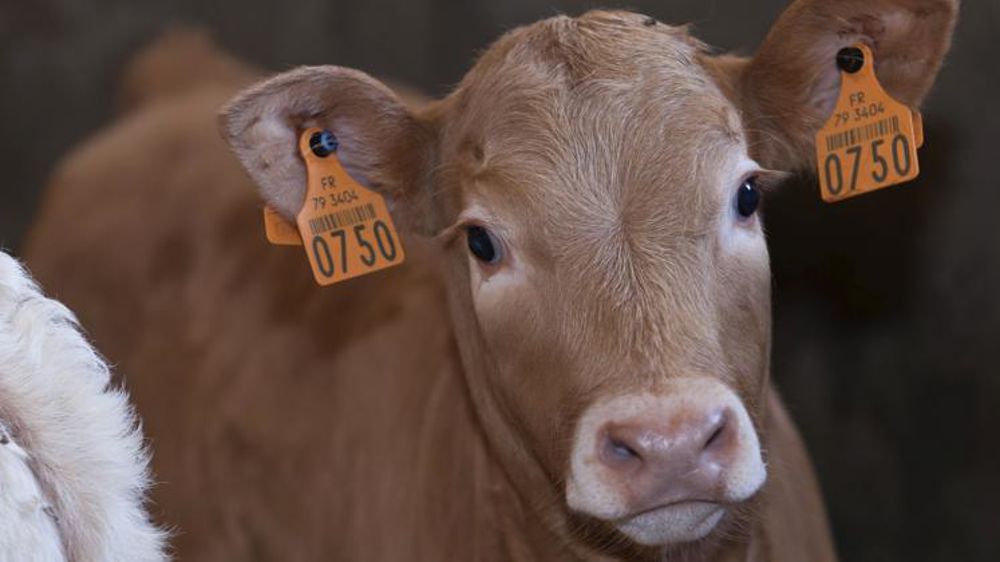 Le nouveau contrat type d’intégration pour l’élevage à façon de veaux de boucherie « doit permettre de l’inscrire dans un cadre durable, d’un point de vue à la fois économique et sociétal », explique Interbev veaux dans son communiqué. © Christian Watier