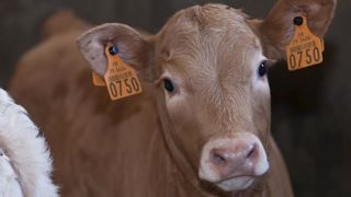 Le nouveau contrat type d’intégration pour l’élevage à façon de veaux de boucherie « doit permettre de l’inscrire dans un cadre durable, d’un point de vue à la fois économique et sociétal », explique Interbev veaux dans son communiqué. © Christian Watier Le nouveau contrat type d’intégration pour l’élevage à façon de veaux de boucherie « doit permettre de l’inscrire dans un cadre durable, d’un point de vue à la fois économique et sociétal », explique Interbev veaux dans son communiqué. © Christian Watier