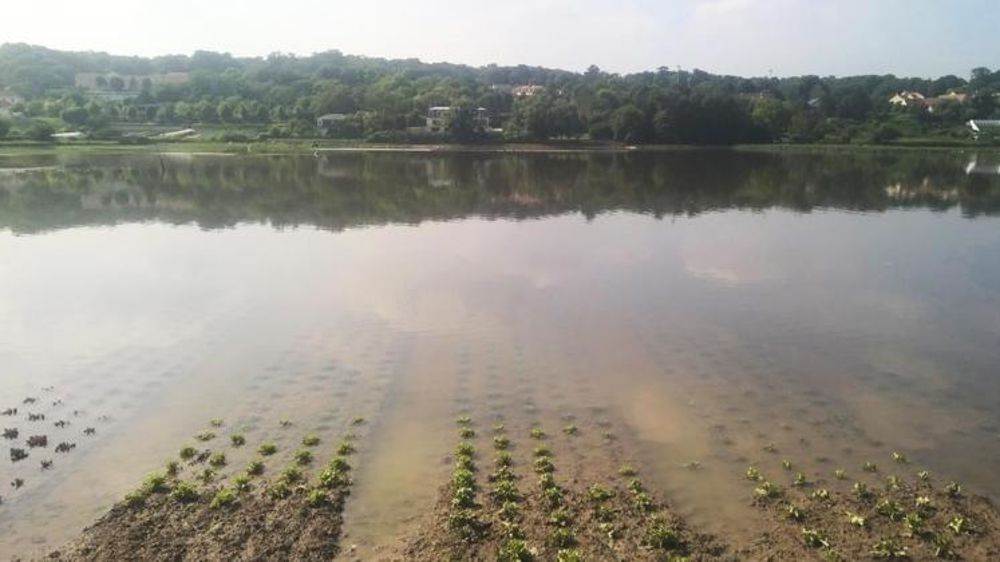 Inondation sur une exploitation maraîchère en juin 2016 dans l’Île-de-France. © R. Aries/GFA