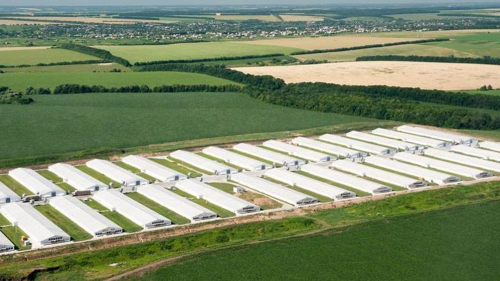 Une ligne tarifaire unique régira désormais les quotas d’importations de volailles ukrainiennes. © @Chromakey/MHP