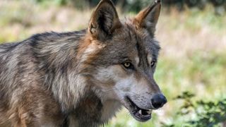 Le Groupe national loup pourrait se réunir deux fois par an au lieu de quatre actuellement. © Pixabay Le Groupe national loup pourrait se réunir deux fois par an au lieu de quatre actuellement. © Pixabay