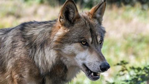 Le Groupe national loup pourrait se réunir deux fois par an au lieu de quatre actuellement. © Pixabay Le Groupe national loup pourrait se réunir deux fois par an au lieu de quatre actuellement. © Pixabay