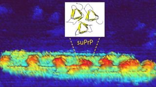 Cliché de microscopie à force atomique (AFM) d’un assemblage de prion humain. Les motifs périodiques représentent l’unité élémentaire, suPrP – présente au sein de l’assemblage de prions – et sa structure potentielle. © Angélique Igel-Egalon et Davy Martin Cliché de microscopie à force atomique (AFM) d’un assemblage de prion humain. Les motifs périodiques représentent l’unité élémentaire, suPrP – présente au sein de l’assemblage de prions – et sa structure potentielle. © Angélique Igel-Egalon et Davy Martin