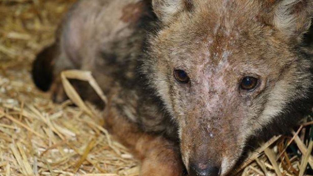 Le louveteau recueilli dans les Alpes-Maritimes a été confié à une structure spécialisée, en attendant de savoir s’il pourra être relâché dans la nature. © Réseau loup lynx