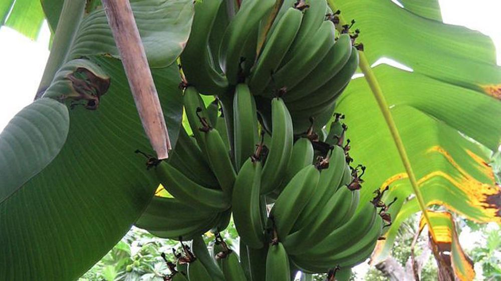 © bobyfume/Wikipédia