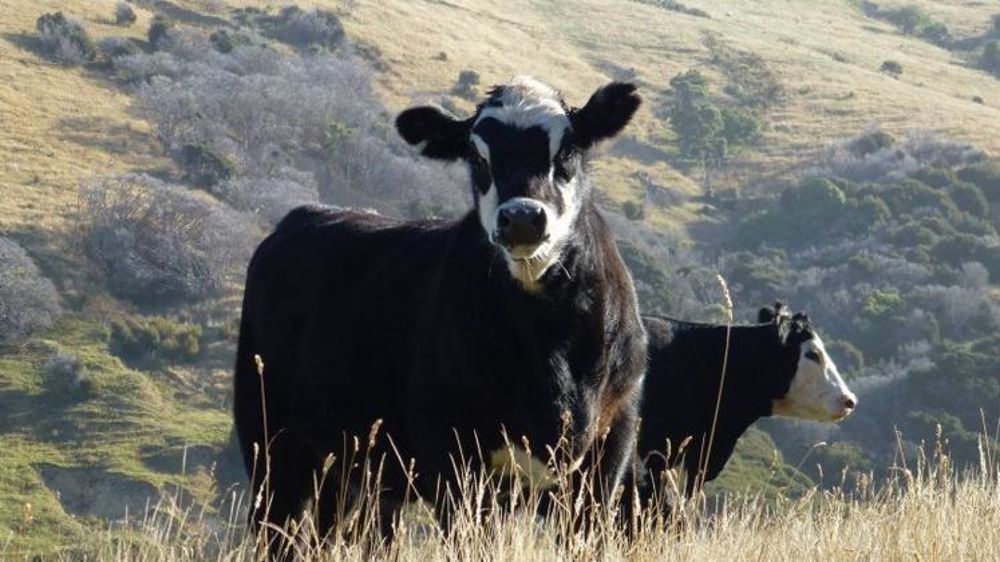 Bovins en Nouvelle-Zélande. © V. Scarlakens/GFA
