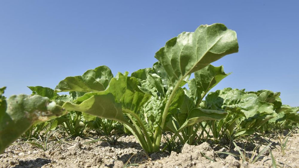 © Cédric Faimali/GFA