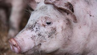 La découverte récente d’un sanglier porteur de la peste porcine africaine à seulement quarante kilomètres de la frontière a mis les autorités allemandes en alerte. © Alain Cardinaux/GFA La découverte récente d’un sanglier porteur de la peste porcine africaine à seulement quarante kilomètres de la frontière a mis les autorités allemandes en alerte. © Alain Cardinaux/GFA
