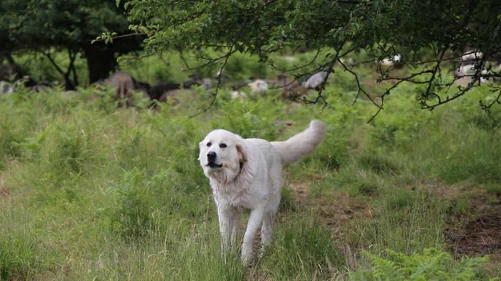 « La demande en chiens de protection pourrait exploser alors que la filière n’est pas structurée », estime Claude Font, de la Fédération nationale ovine (FNO). © M.-F. Malterre/GFA