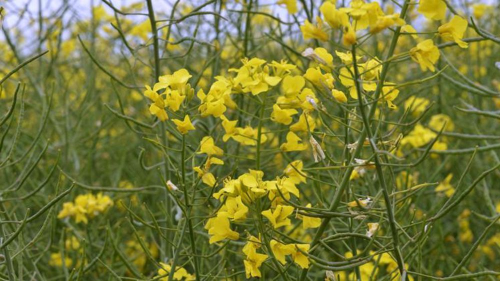 Photo d’illustration. © C. Faimali/GFA