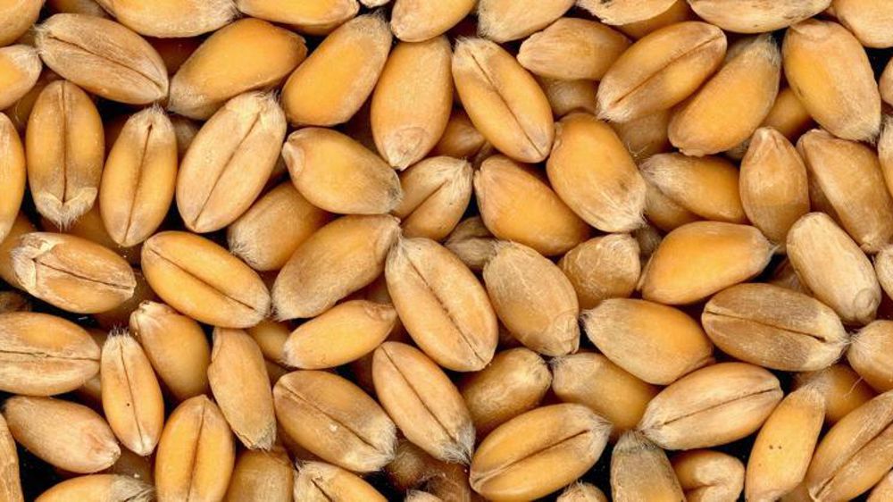 Le nouveau président argentin a décidé d’augmenter les taxes sur ses exportations de céréales et de soja. © Pixabay