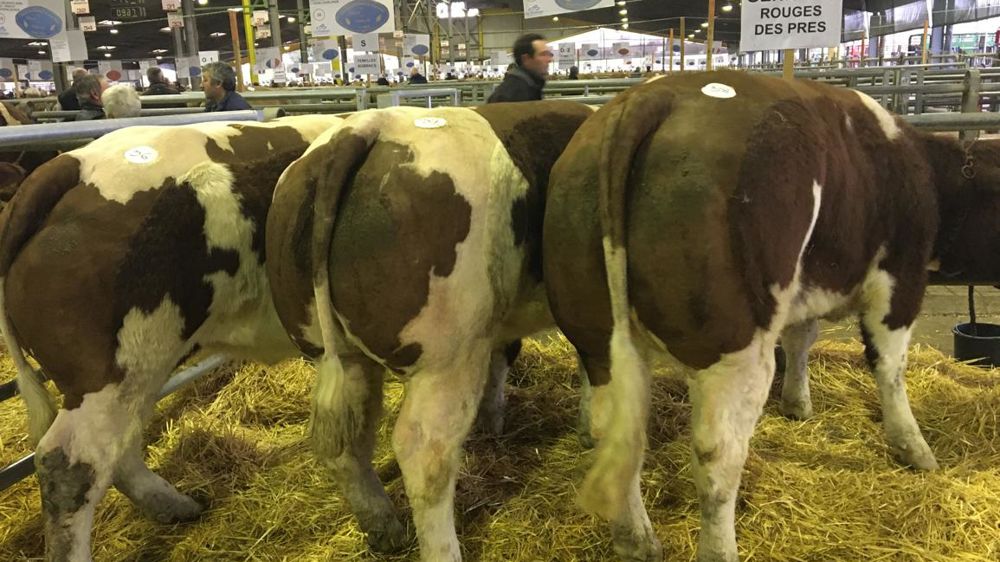 Les trois génisses primées de Guillaume Girard lors de leur présentation au concours du marché de Cholet. © Guillaume Girard