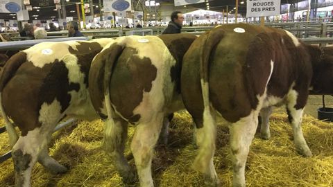 Les trois génisses primées de Guillaume Girard lors de leur présentation au concours du marché de Cholet. © Guillaume Girard Les trois génisses primées de Guillaume Girard lors de leur présentation au concours du marché de Cholet. © Guillaume Girard