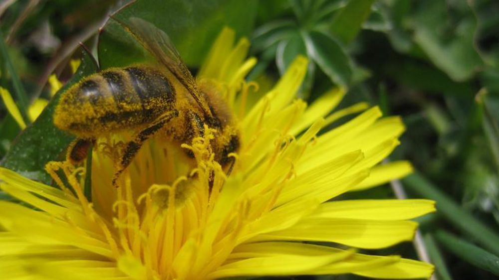 © C. Fricotté/GFA