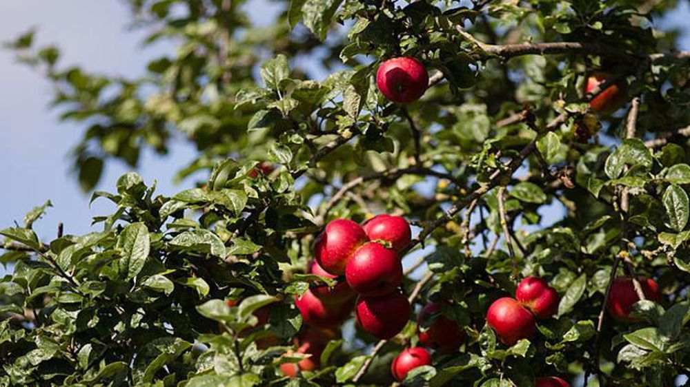 © Wikimedia Commons