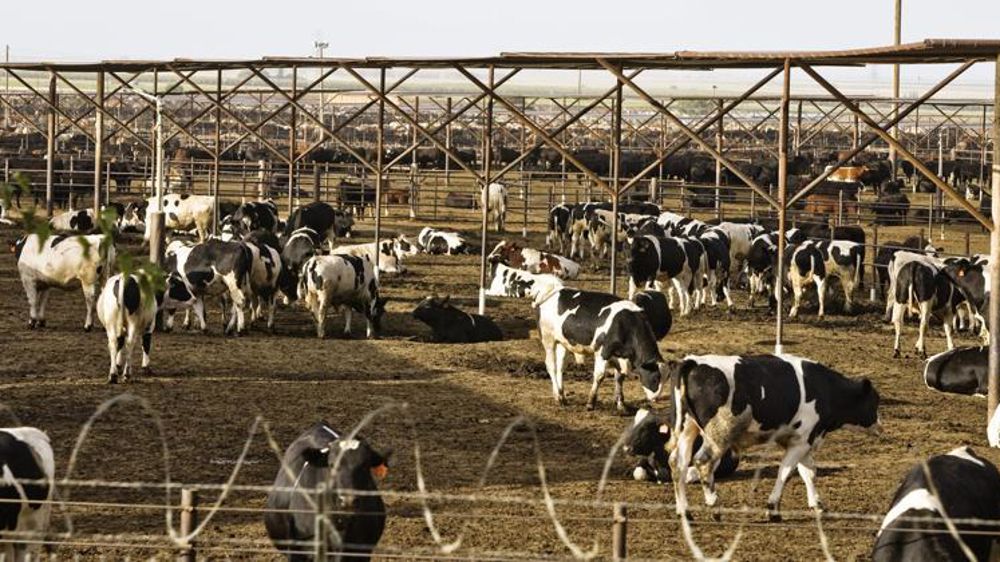 Le Parlement européen a approuvé l’accord UE/États-Unis sur les importations de viande de bœuf sans hormones à 457 voix pour, 140 voix contre et 71 abstentions, selon un rapport du Bureau européen de l’agriculture française le 28 novembre 2019. « En outre, les parlementaires ont également validé (459 voix pour, 145 voix contre, 66 abstentions) la résolution non législative relative à l’accord UE/États-Unis sur les importations de viande de bœuf sans hormones. » © Claudius Thiriet