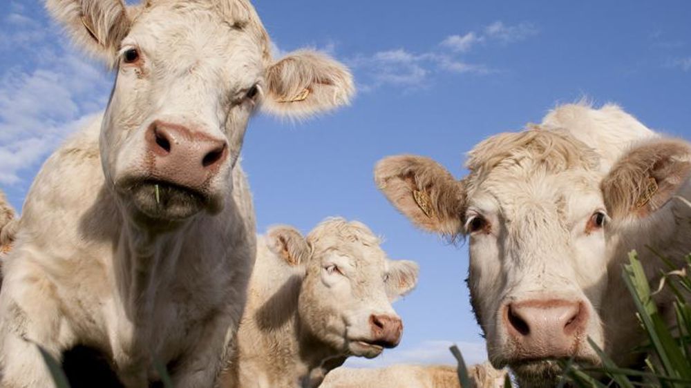 © Sébastien Champion