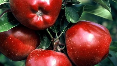 Malgré une production de pommes en baisse, le chiffre d’affaires lié à leur commercialisation progresse en France. © Philippe Roy