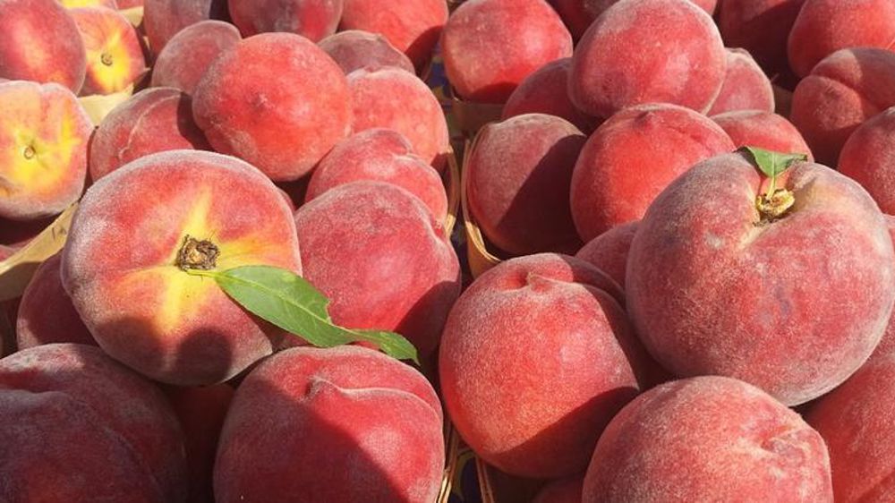 Sus au gel qui affecte les pêches : la production devrait enregistrer une baisse de 17 % en 2018, estime Agreste. © Pixabay