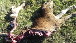 Les restes d’un veau retrouvés en Lozère sont en cours d’analyse par les agents de l’État. Les restes d’un veau retrouvés en Lozère sont en cours d’analyse par les agents de l’État.