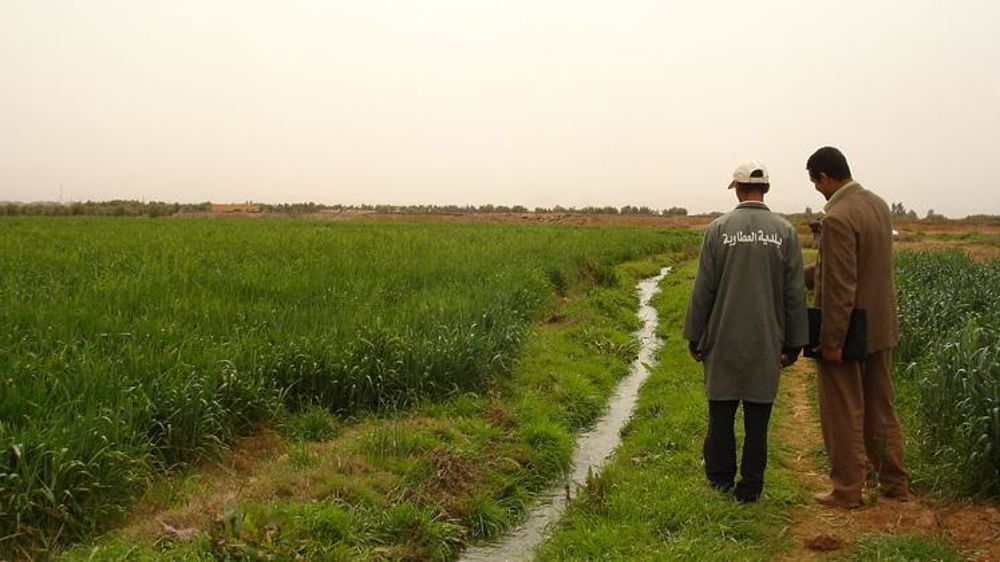 Blé tendre irrigué à Attaouia au Maroc, dans l’une des régions favorisées cette année ©Wikicommons
