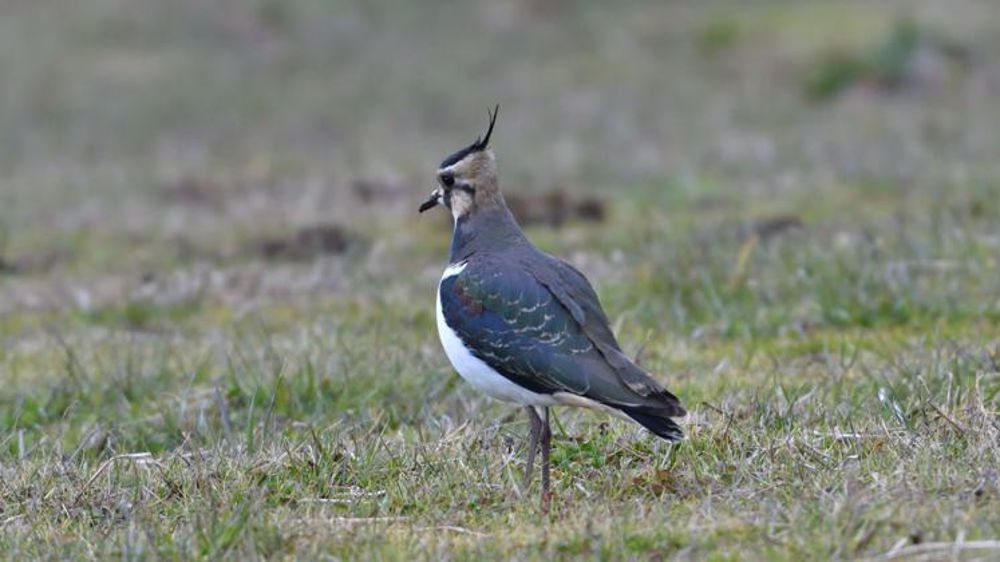 Le projet d’arrêté du ministère de la Transition écologique et solidaire prévoit un quota de prélèvement dans les Ardennes de 2 000 vanneaux. Pixabay