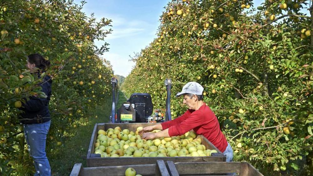 Dans un verger des coteaux nantais (photo d’illustration). © Thierry Pasquet